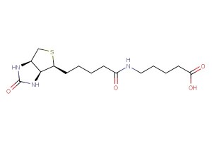 5-(5-((3aS,4S,6aR)-2-oxohexahydro-1H-thieno[3,4-d]imidazol-4-yl)pentanamido)pentanoic acid