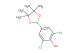 2,6-dichloro-4-(4,4,5,5-tetramethyl-1,3,2-dioxaborolan-2-yl)phenol