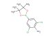 2,6-dichloro-4-(4,4,5,5-tetramethyl-1,3,2-dioxaborolan-2-yl)aniline