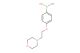 4-(2-morpholinoethoxy)phenylboronic acid