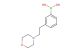 3-(2-morpholinoethyl)phenylboronic acid