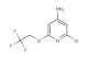 2-chloro-6-(2,2,2-trifluoroethoxy)pyridin-4-amine