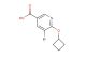 5-bromo-6-cyclobutoxynicotinic acid