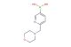 (6-(Morpholinomethyl)pyridin-3-yl)boronic acid