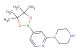1-[4-(tetramethyl-1,3,2-dioxaborolan-2-yl)pyridin-2-yl]piperazine