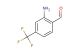 2-amino-4-(trifluoromethyl)benzaldehyde