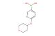 [6-(oxan-4-yloxy)pyridin-3-yl]boronic acid