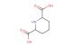 2,6-piperidinedicarboxylic acid