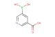 5-Carboxypyridine-3-boronic acid