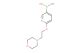 6-(2-morpholinoethoxy)pyridine-3-boronic acid