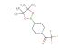 2,2,2-trifluoro-1-(4-(4,4,5,5-tetramethyl-1,3,2-dioxaborolan-2-yl)-5,6-dihydropyridin-1(2H)-yl)ethanone