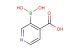 3-boronoisonicotinic acid