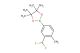 2-(3-(difluoromethyl)-4-methylphenyl)-4,4,5,5-tetramethyl-1,3,2-dioxaborolane