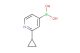 2-cyclopropylpyridin-4-ylboronic acid