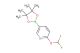 2-(difluoromethoxy)-5-(4,4,5,5-tetramethyl-1,3,2-dioxaborolan-2-yl)pyridine
