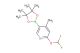 2-(difluoromethoxy)-4-methyl-5-(4,4,5,5-tetramethyl-1,3,2-dioxaborolan-2-yl)pyridine