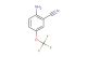 2-amino-5-(trifluoromethoxy)benzonitrile