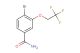 4-bromo-3-(2,2,2-trifluoroethoxy)benzamide