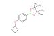 2-(4-cyclobutoxyphenyl)-4,4,5,5-tetramethyl-1,3,2-dioxaborolane