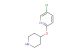 5-chloro-2-(piperidin-4-yloxy)pyridine