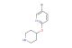 5-bromo-2-(piperidin-4-yloxy)pyridine