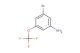 3-bromo-5-(trifluoromethoxy)aniline