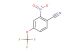 2-nitro-4-(trifluoromethoxy)benzonitrile