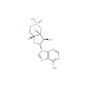 Cyclic AMP(Synonyms: Cyclic adenosine monophosphate; Adenosine cyclic 3', 5'-monophosphate; cAMP)