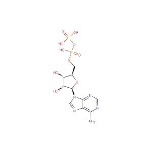 Adenosine 5'-diphosphate  (Synonyms: Adenosine diphosphate; ADP)