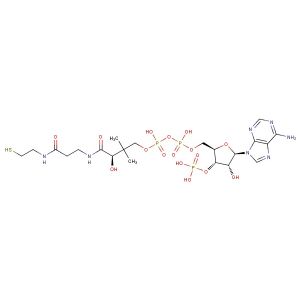 Coenzyme A